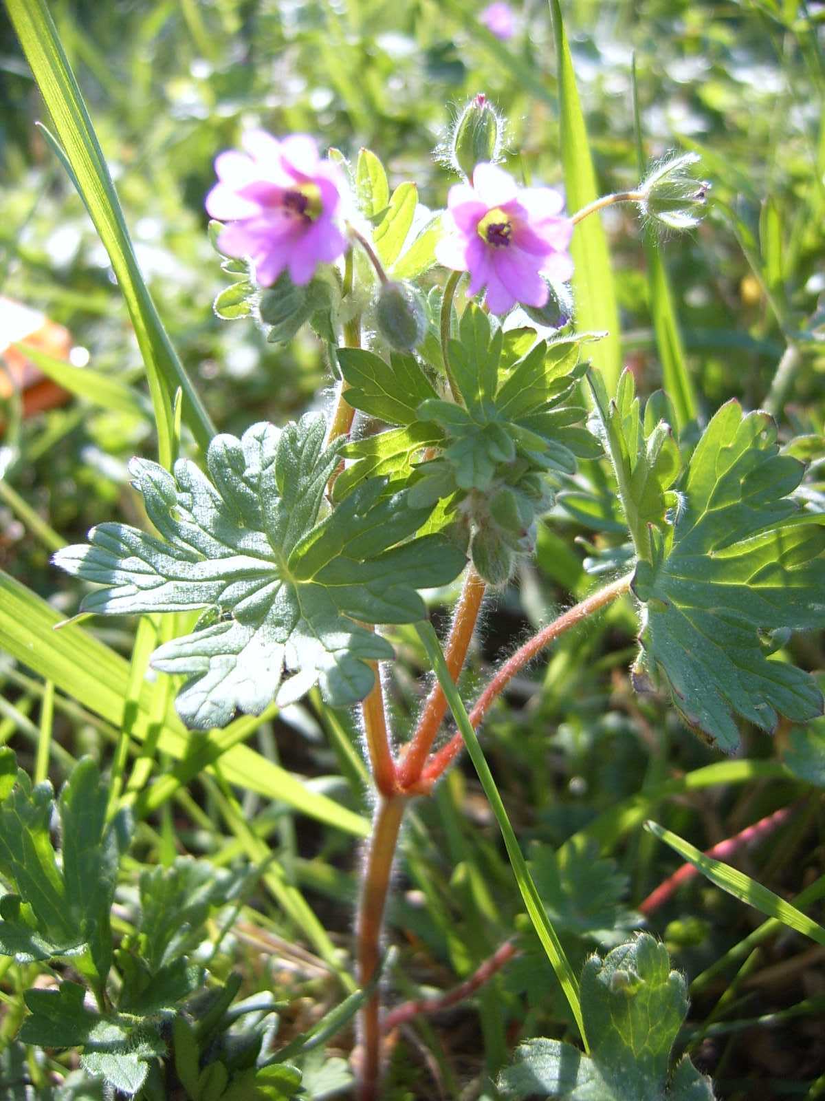 Geranium molle / Geranio volgare